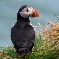 The most photogenic puffin in Iceland