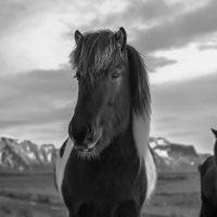 Day 3: Snaefellsnes Horses in Black&White